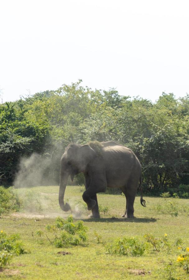 Koragaha Lodge - Yala ティッサマハーラーマ エクステリア 写真